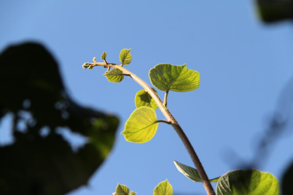 IMG_2908 IMG_2908