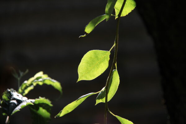 IMG_3032 IMG_3032